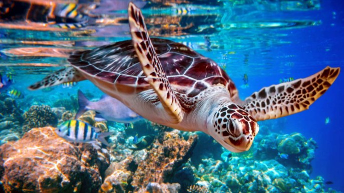 Nuotare con le tartarughe: le esperienze più belle si vivono in questi luoghi