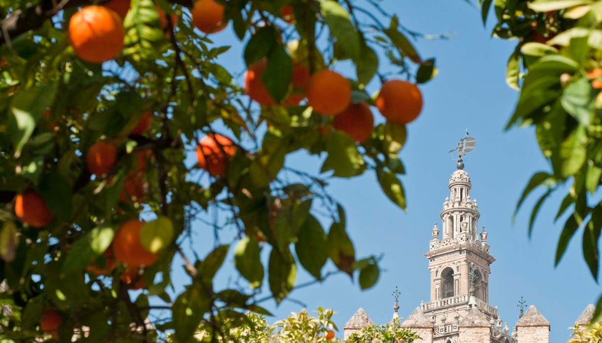 Giralda, la Torre della Cattedrale di Siviglia, incorniciata dagli aranci