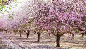 Mandorli in fiore Sicilia