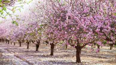 La terra dei mandorli in fiore è in Italia. Ed è bellissima