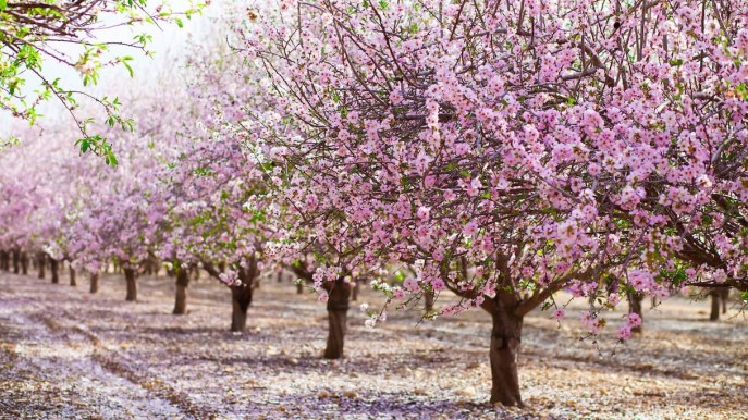 La terra dei mandorli in fiore è in Italia. Ed è bellissima
