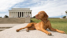 Al museo con il cane