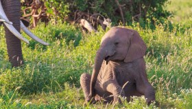 All’ombra del Kilimangiaro si può adottare un elefante