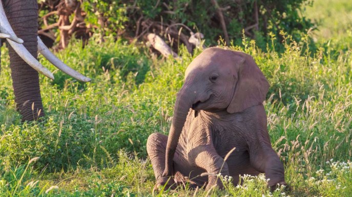 All’ombra del Kilimangiaro si può adottare un elefante
