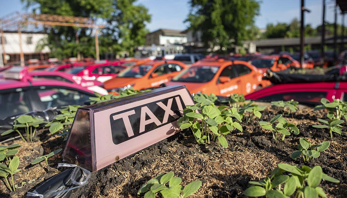 Tetti e cofani dei taxi abbandonati diventano orti urbani