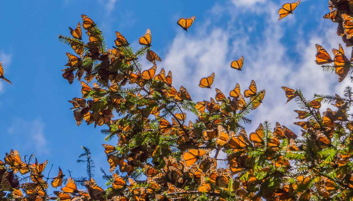 Foresta delle farfalle, Messico