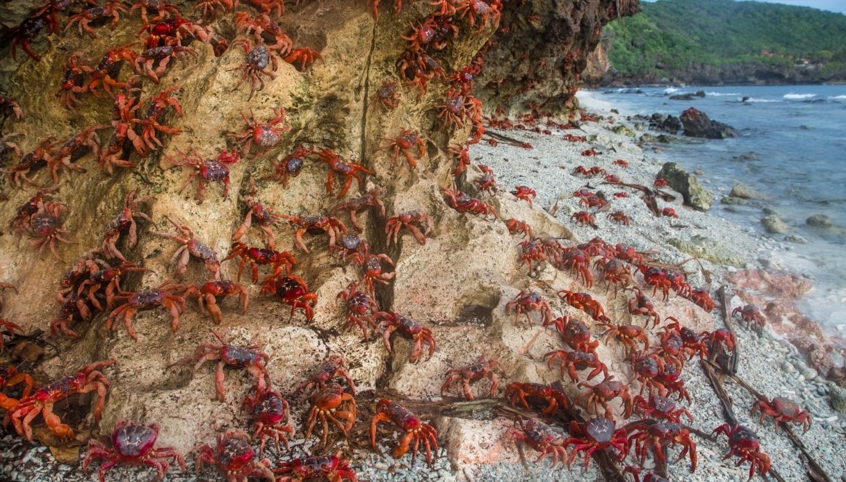 Christmas Island granchi rossi