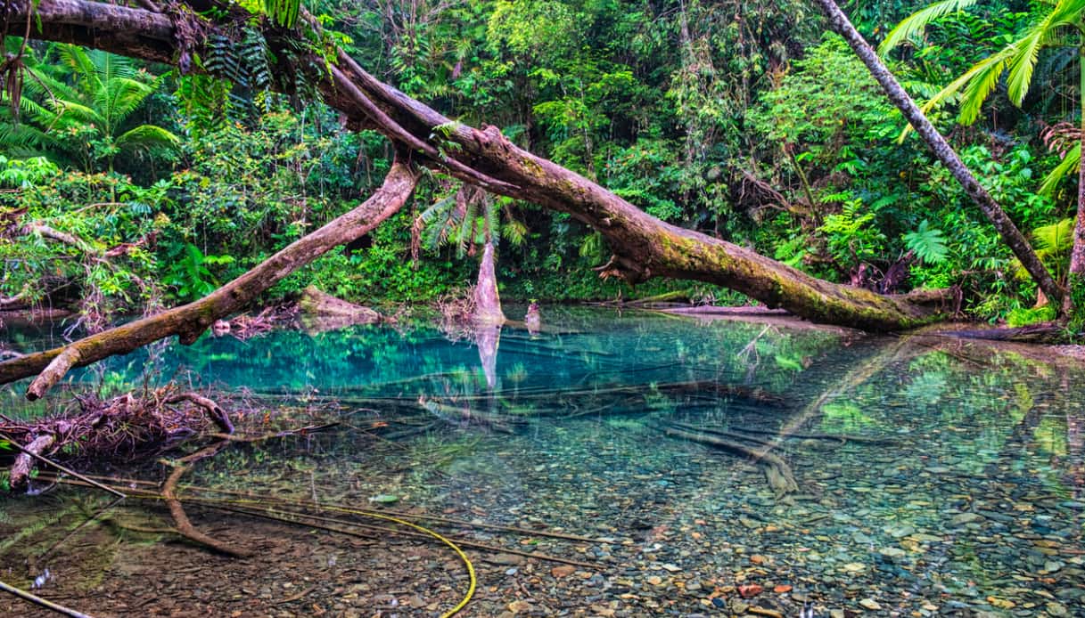 scimmiette della foresta pluviale tropicale