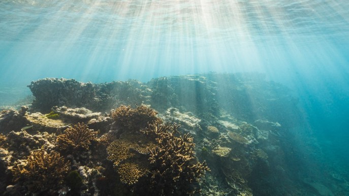 Tahiti, scoperta una nuova barriera corallina incontaminata