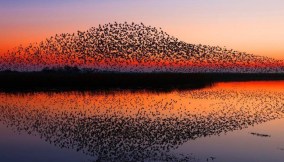 Sort Sol, The Wadden Sea