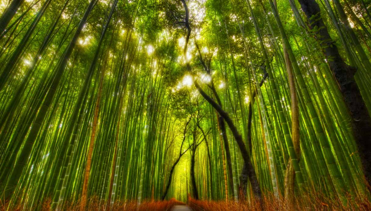 La foresta di bambù di Arashiyama