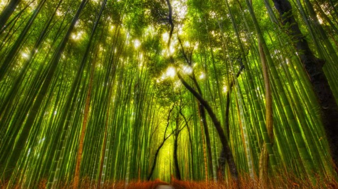 La foresta di bambù che sembra un dipinto fatato