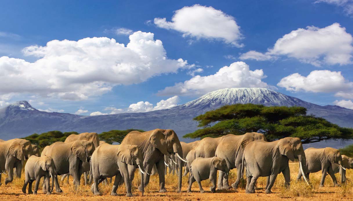 elefanti Tanzania