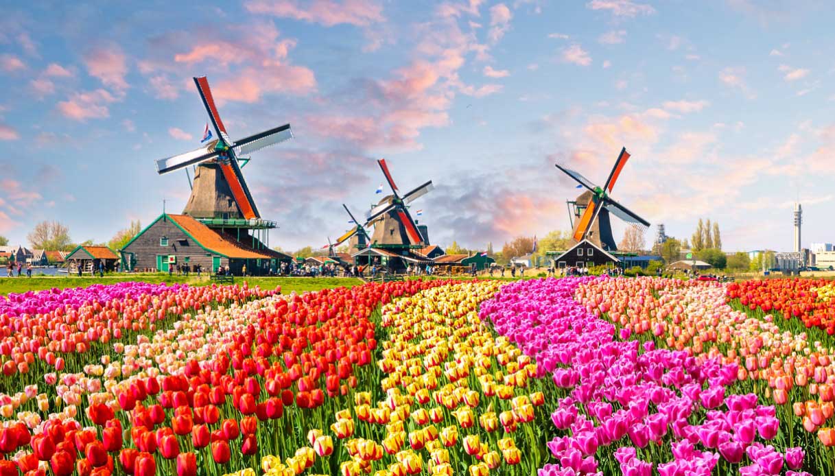 stagione dei tulipani in olanda
