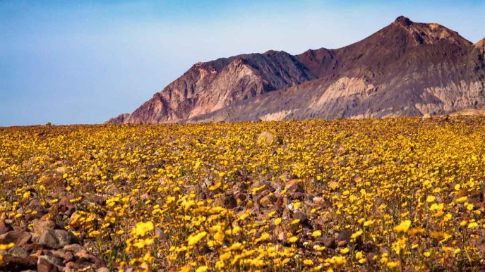 Il meraviglioso spettacolo dei fiori che sbocciano nel deserto arido