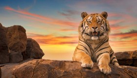 Animali fantastici e dove avvistarli