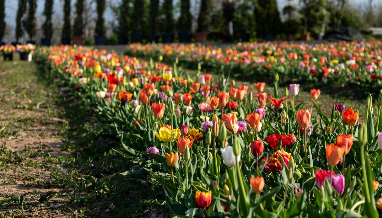 tulipani-Bussolengo