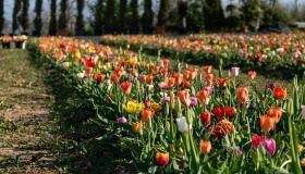 Il più grande campo di tulipani d’Italia è alle porte di Verona