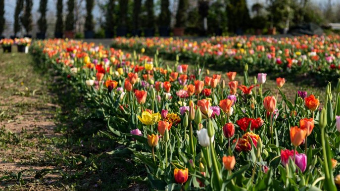 Il più grande campo di tulipani d’Italia è alle porte di Verona