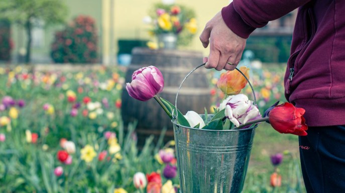 È tulipanimania: a Primavera fioriscono i campi (come in Olanda)