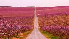 Fioriscono i peschi: la passeggiata nel viale rosa lascia senza fiato