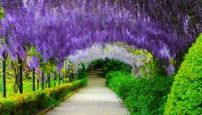 Fioritura di glicine ai Giardini Bardini