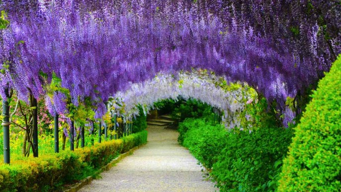 Passeggiare sotto un tunnel di glicini in fiore: succede in Italia