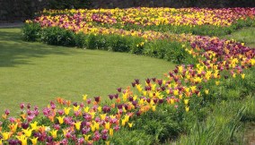 I sentieri dei tulipani a Merano