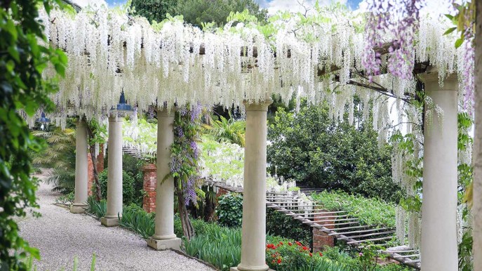 È il più bel giardino di glicini d’Italia, un vero spettacolo
