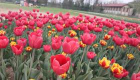 Apre il giardino dei tulipani più grande d’Italia