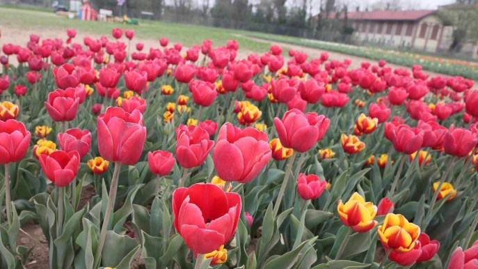 Apre il giardino dei tulipani più grande d’Italia