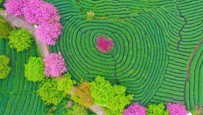 Blooming tea: dalla Cina la sorprendente tradizione dei tè che fioriscono