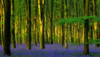 In Inghilterra c’è un bosco incantato che sembra uscita da un libro di fiabe