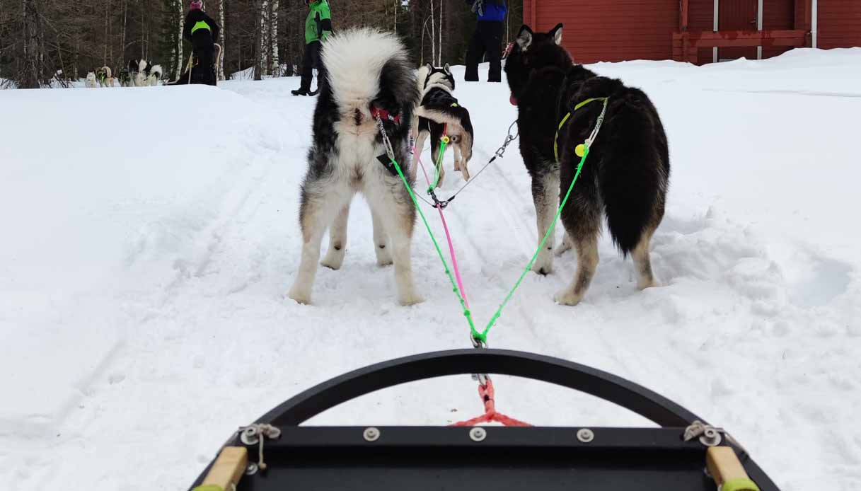 husky-slitta-lapponia-svedese