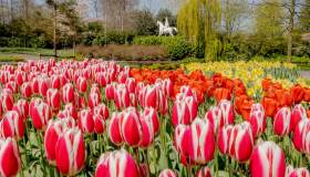 Riapre il parco di tulipani più bello del mondo. Ed è pura magia