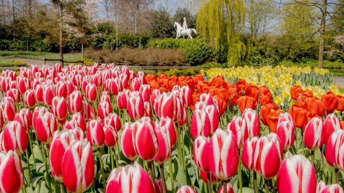 Riapre il parco di tulipani più bello del mondo. Ed è pura magia
