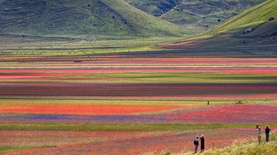 Castelluccio di Norcia: tutto pronto per la fioritura più bella del mondo