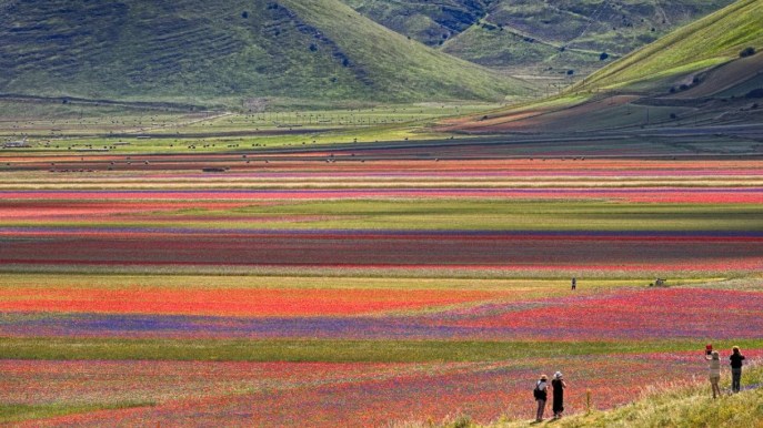 Castelluccio di Norcia: tutto pronto per la fioritura più bella del mondo