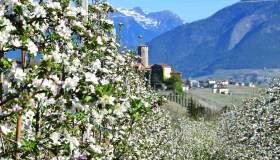 La splendida valle delle mele è in fiore. Una meraviglia