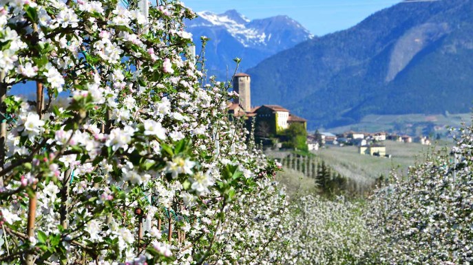 La splendida valle delle mele è in fiore. Una meraviglia