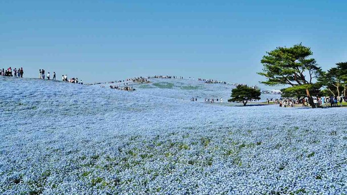 È fiorita la nemophila blu: la collina Miharashi diventa un mare delle meraviglie