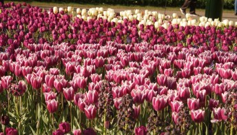 Keukenhof, un vero e proprio palcoscenico di tulipani