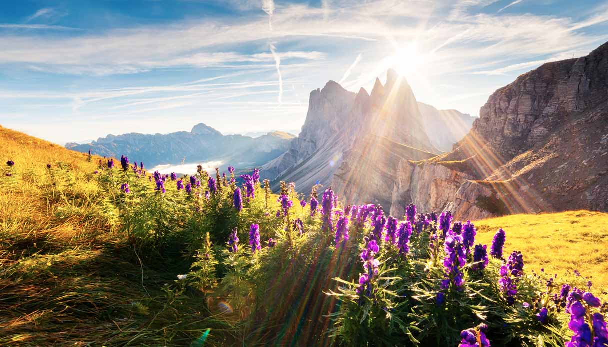 Le più belle fioriture dell’arco alpino