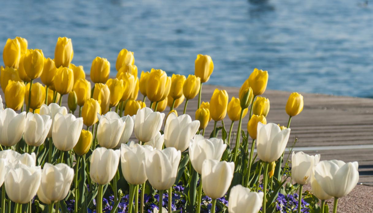 Tulipanomania, Bardolino