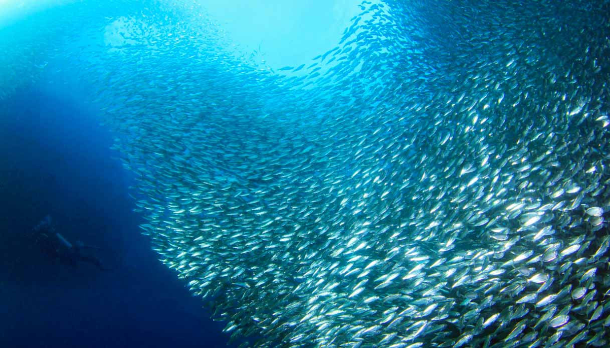 corsa delle sardine