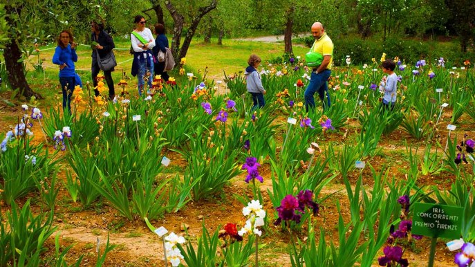 Gli iris sono in fiore: apre il giardino delle meraviglie sul balcone di Firenze