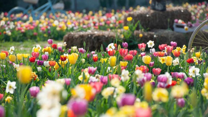 Perdersi in un labirinto di tulipani, vera emozione
