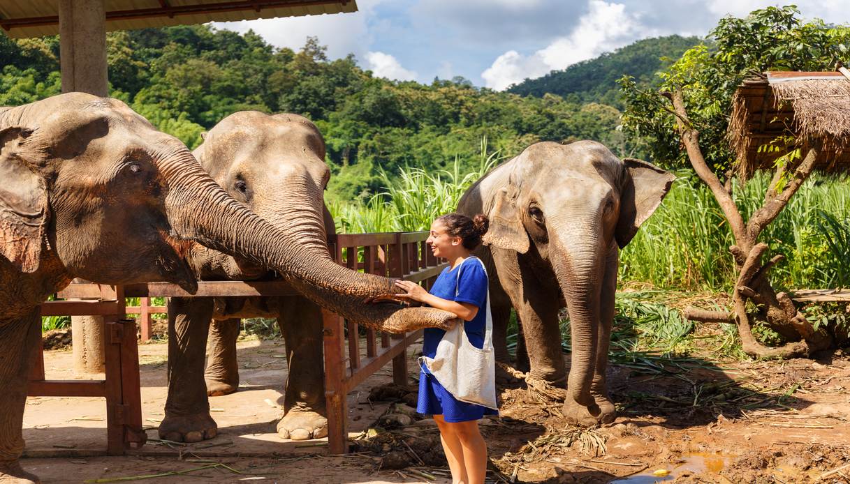 santuari elefanti thailandia