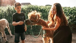 Passeggiata con gli alpaca, l’esperienza più tenera in Italia