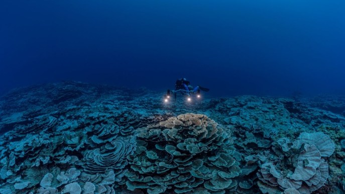 Tahiti: la barriera corallina a forma di roseto che nessuno ha mai visto